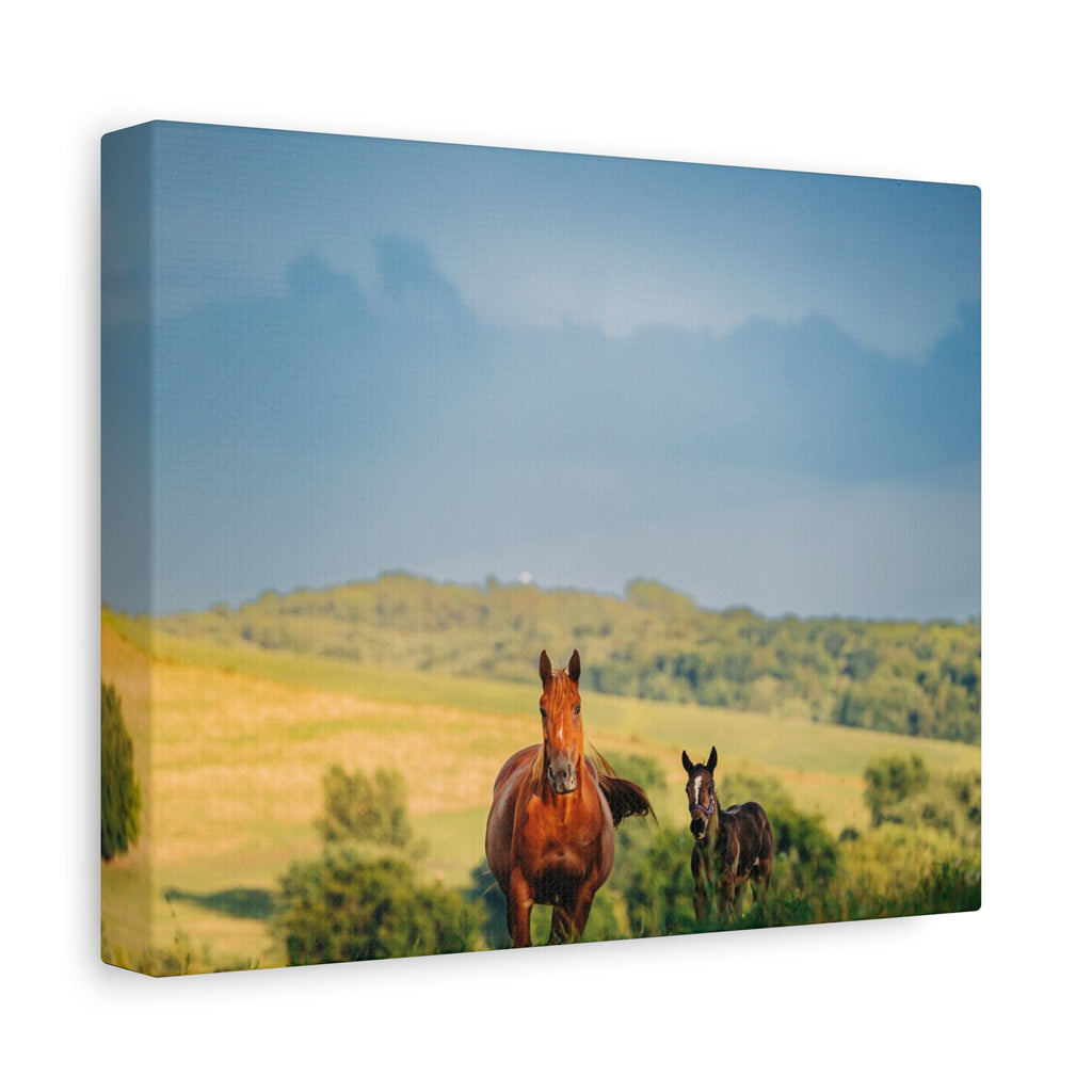 Open Pasture Canvas