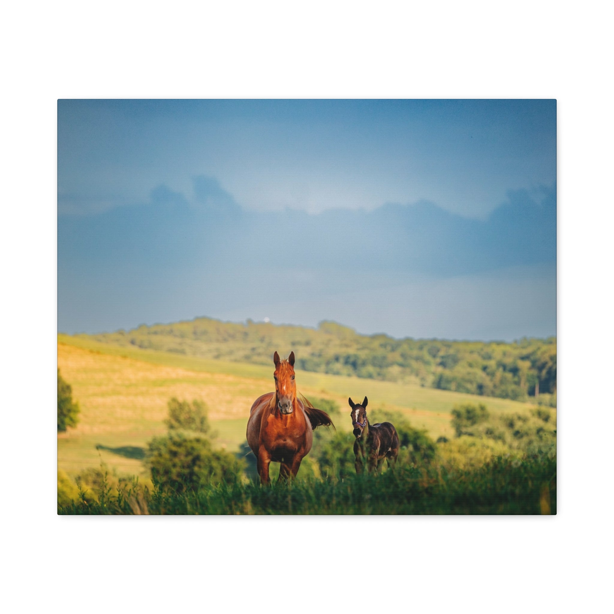 Open Pasture Canvas