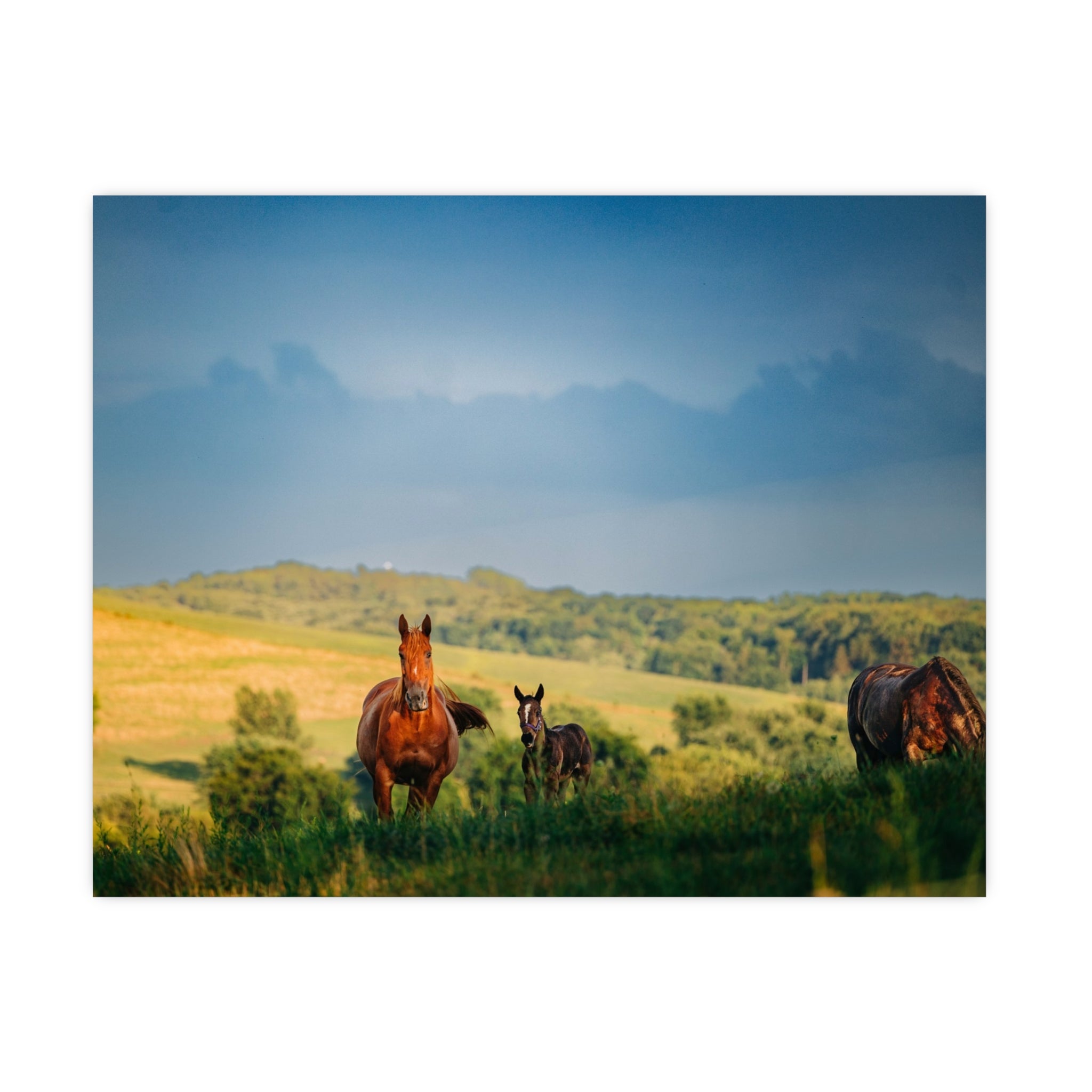 Open Pasture Print