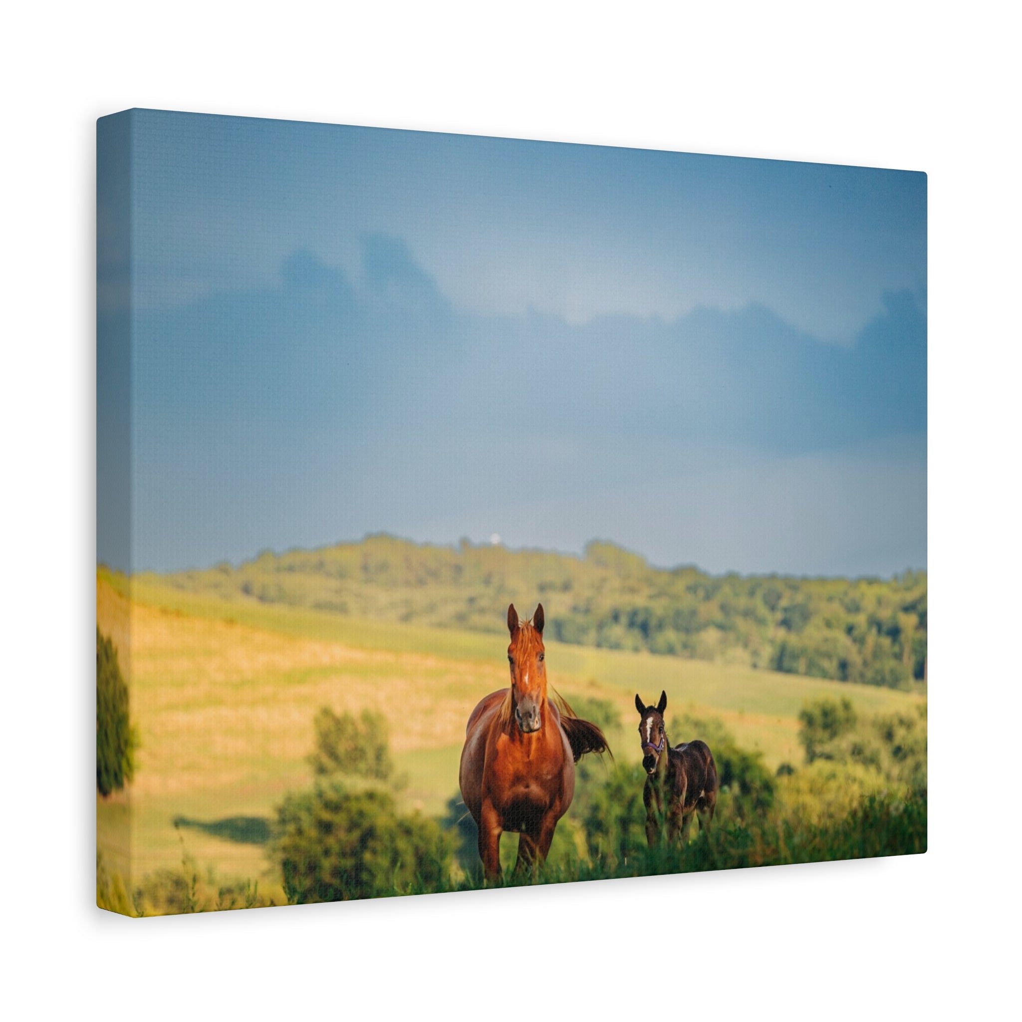Open Pasture Canvas