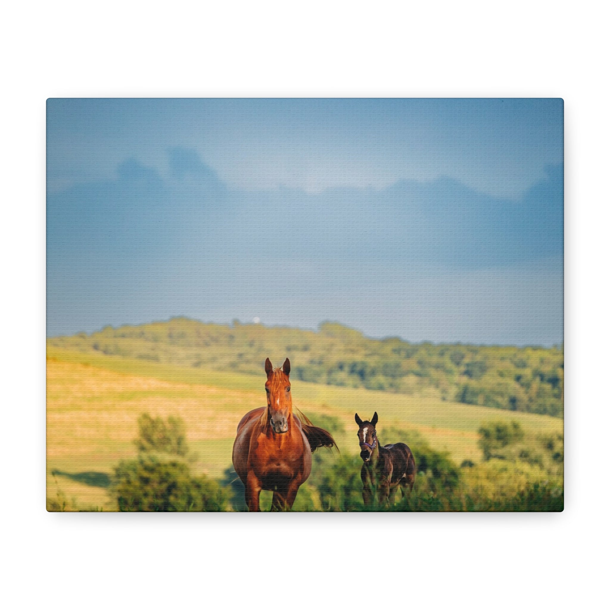 Open Pasture Canvas
