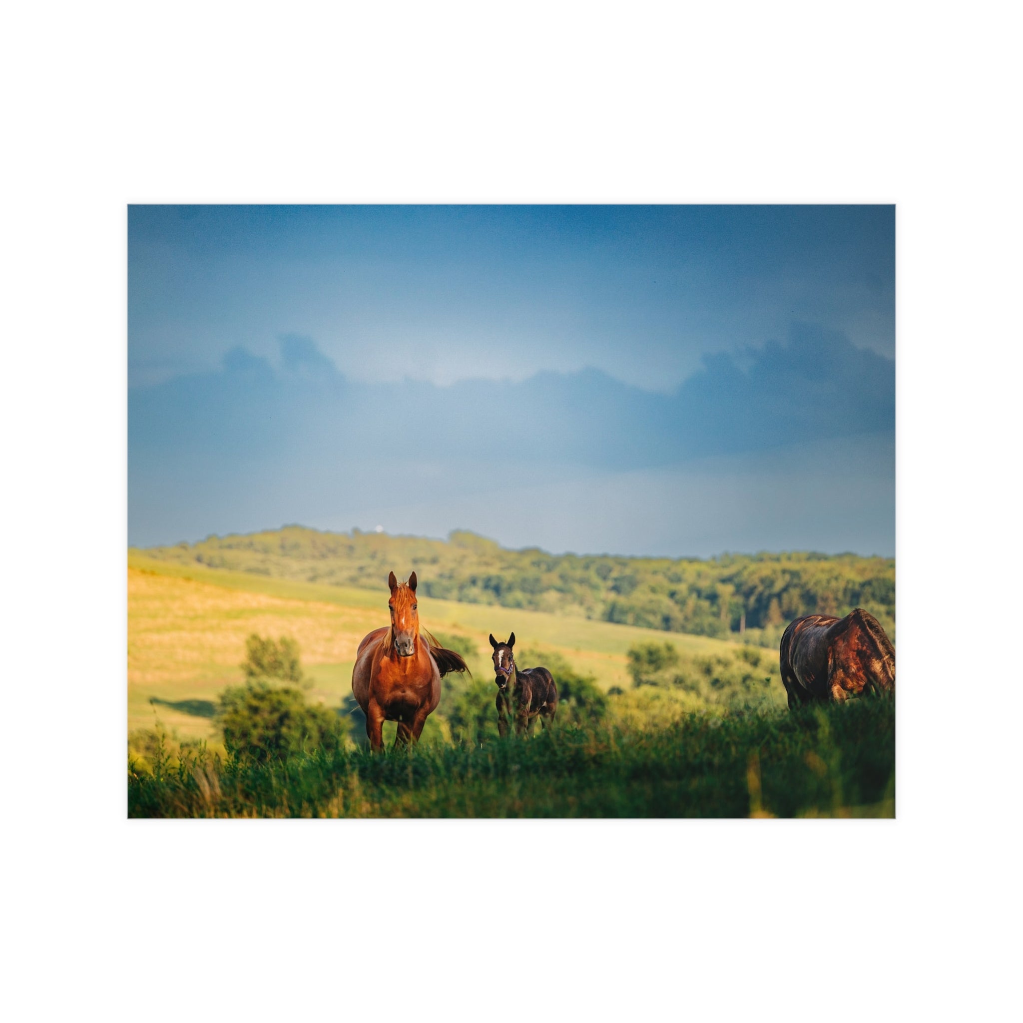 Open Pasture Print