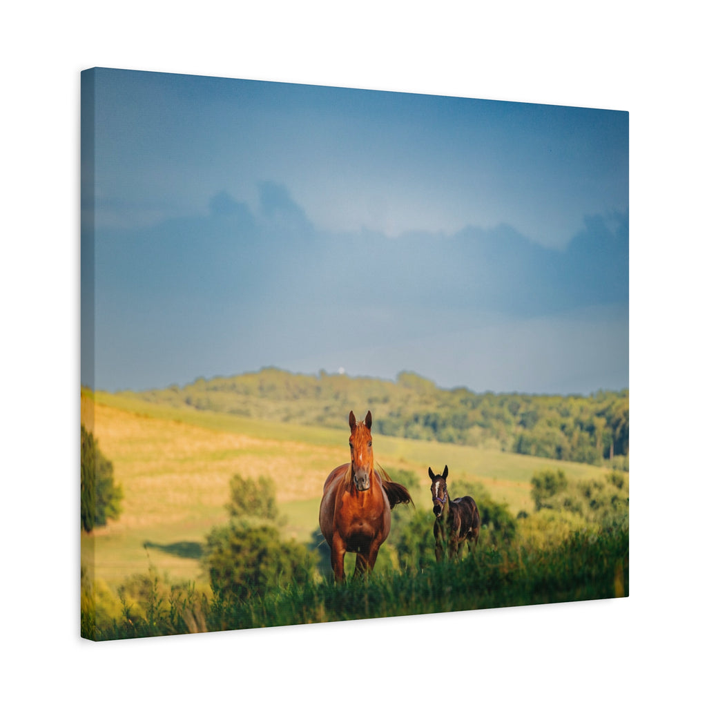 Open Pasture Canvas