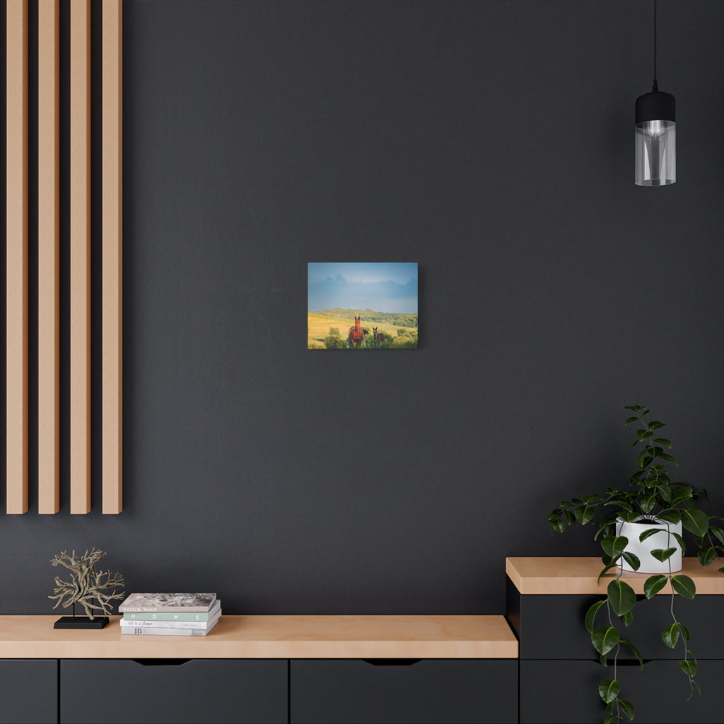 Open Pasture Canvas