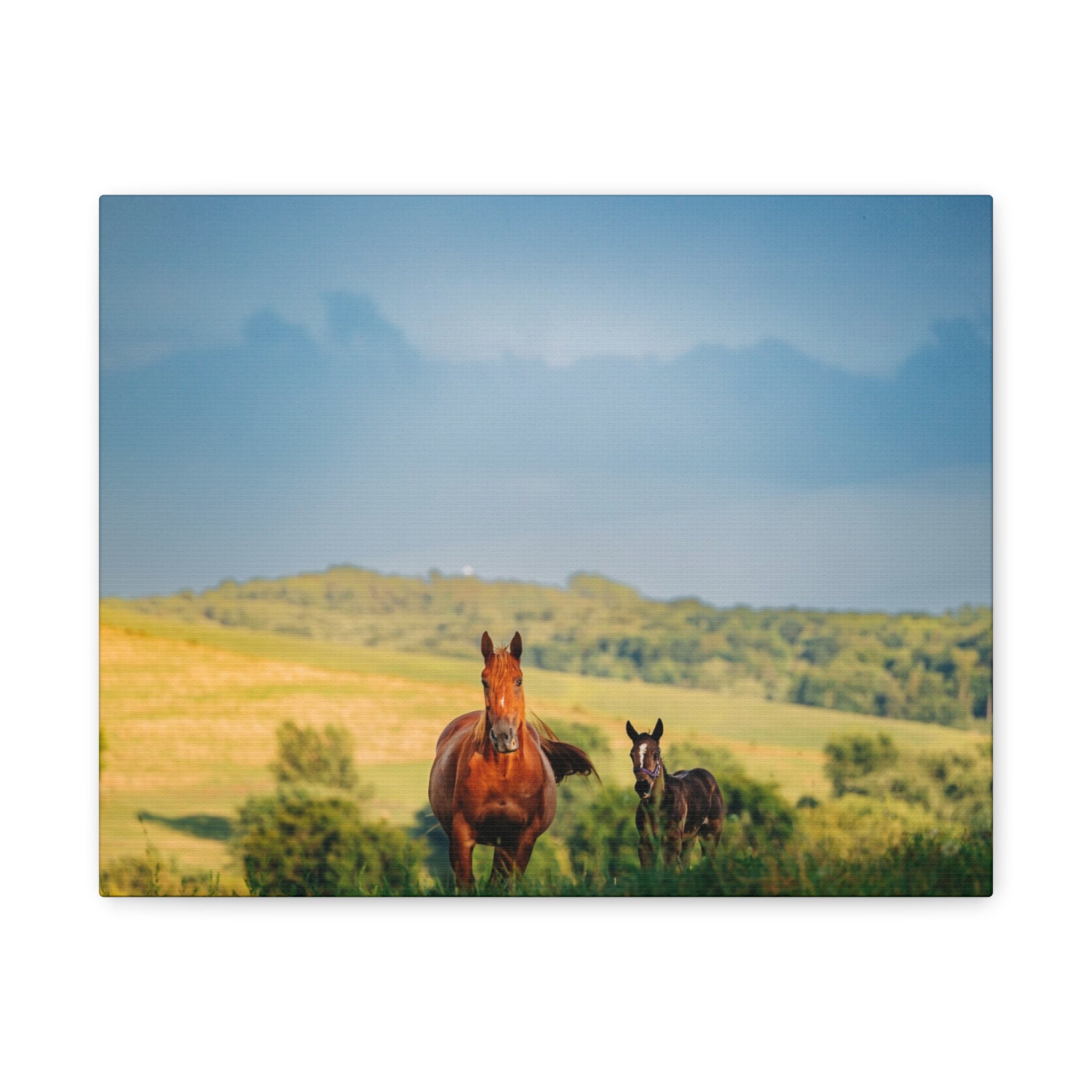 Open Pasture Canvas